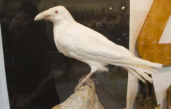 WHite Raven of Port Clements