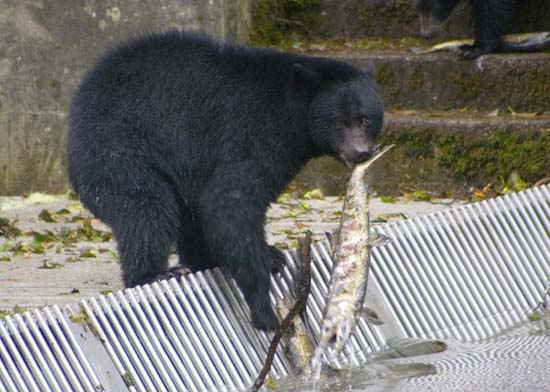 black bear with salmon