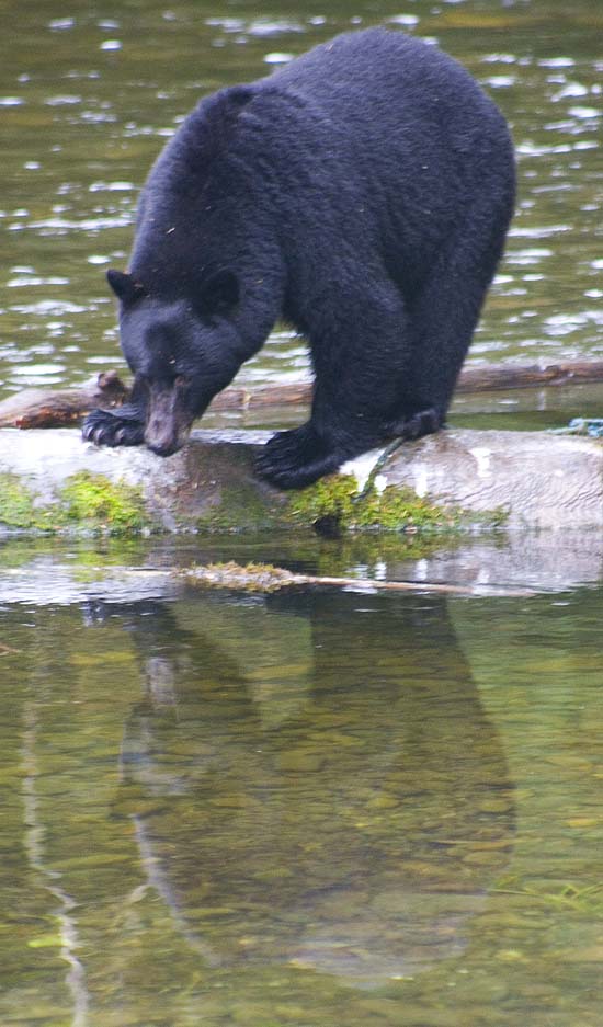 Bear on log