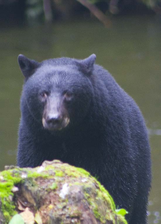 Male black bear close up