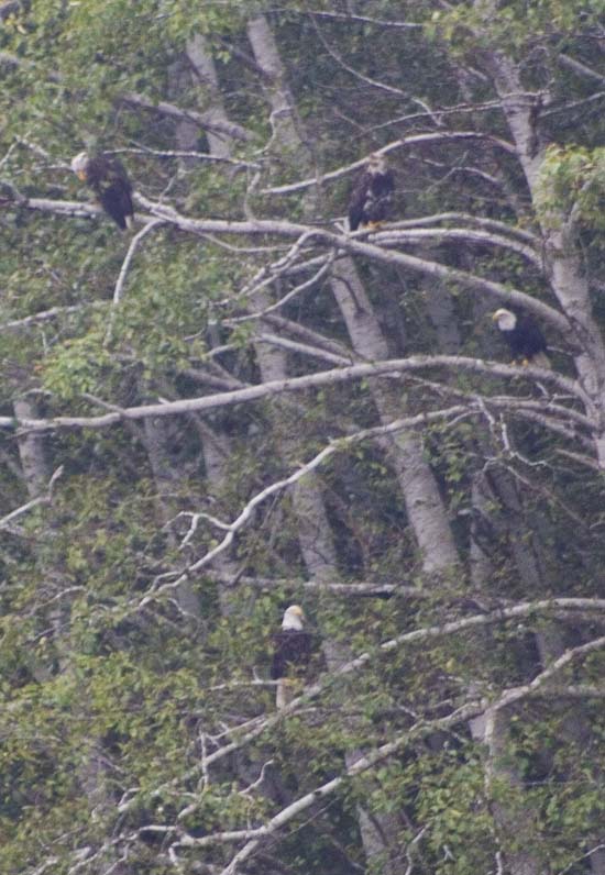 Four eagles in a tree