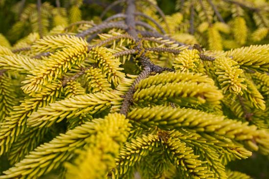 Golden spruce needles close up