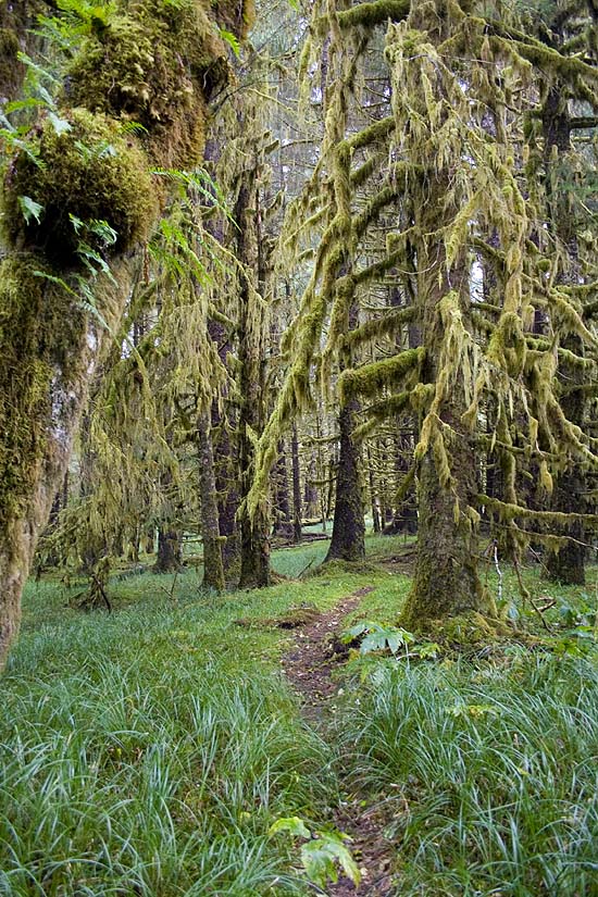 Golden Spruce trail