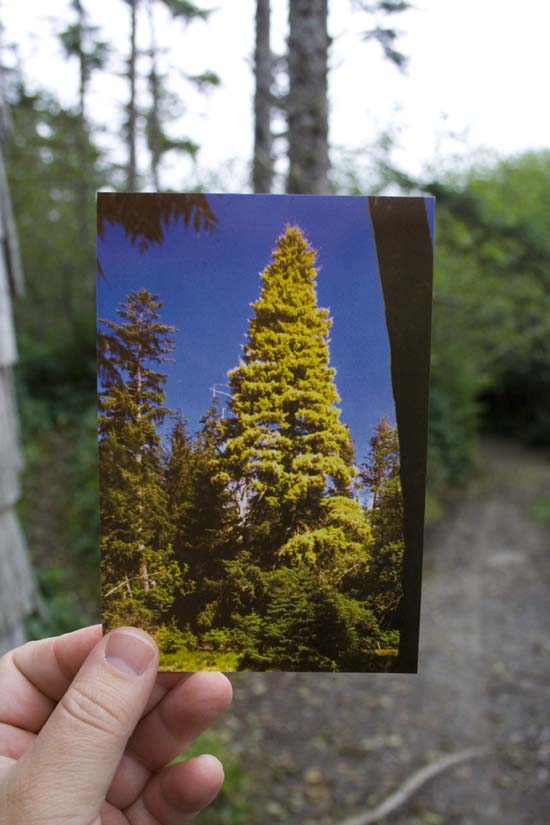 Post card of the original Golden Spruce